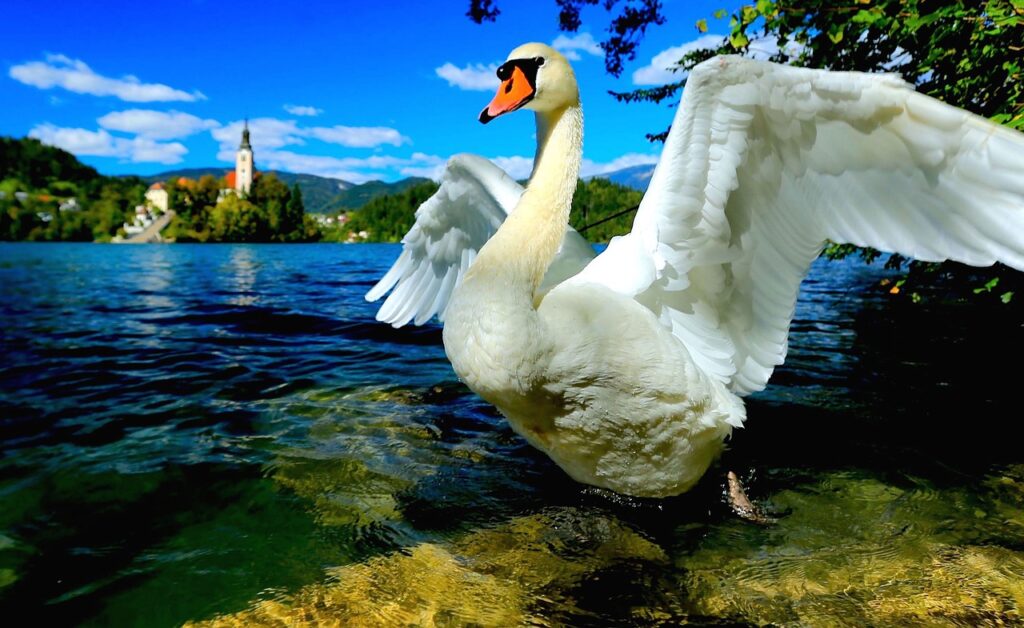 A swan on Lake Bled