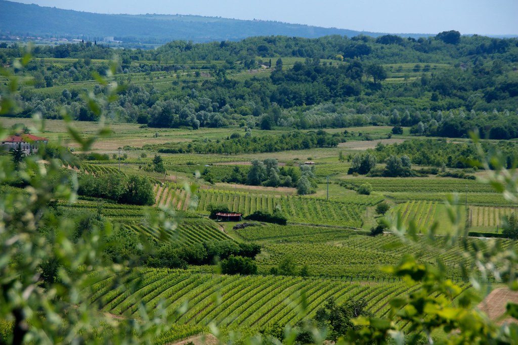 Karst Wine Region